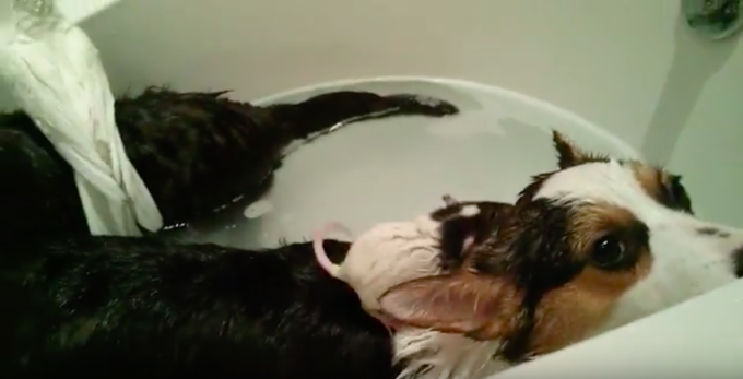 猫、犬、鳩、ネズミが仲良くお風呂に入っている動画