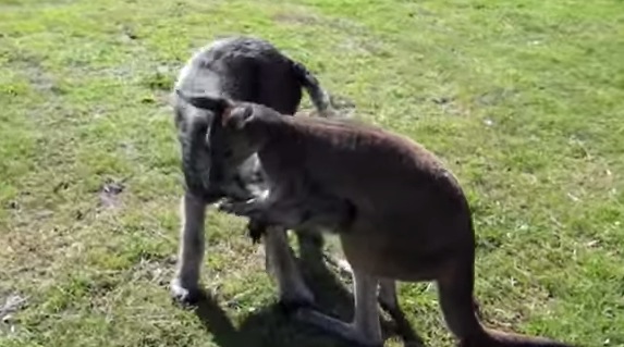異種の壁など関係ない！犬とカンガルーが仲良くジャレ合っている動画
