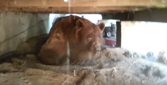 ベランダの下に巨大な熊さんが住み着いていたという恐ろしい動画