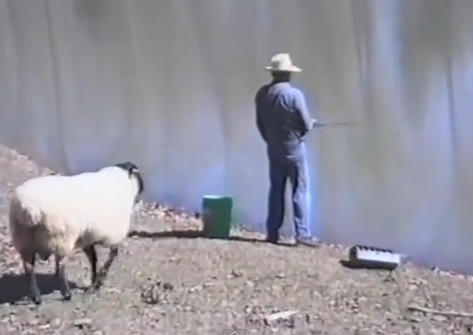 羊がこのあと 癒し おもしろ動物動画ガイド