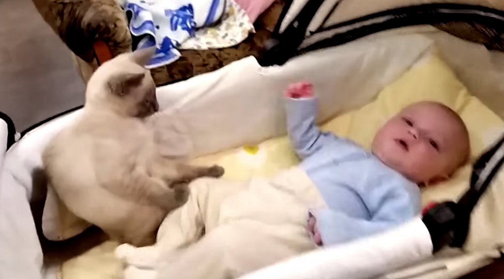 元気よく動く赤ちゃんの動きを止めようとする猫