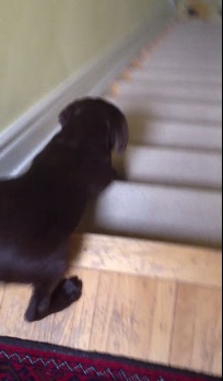 斬新！犬が階段を素早く降りる方法とは？！