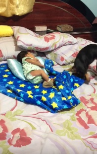 寝ている赤ちゃんに毛布をかける優しい犬