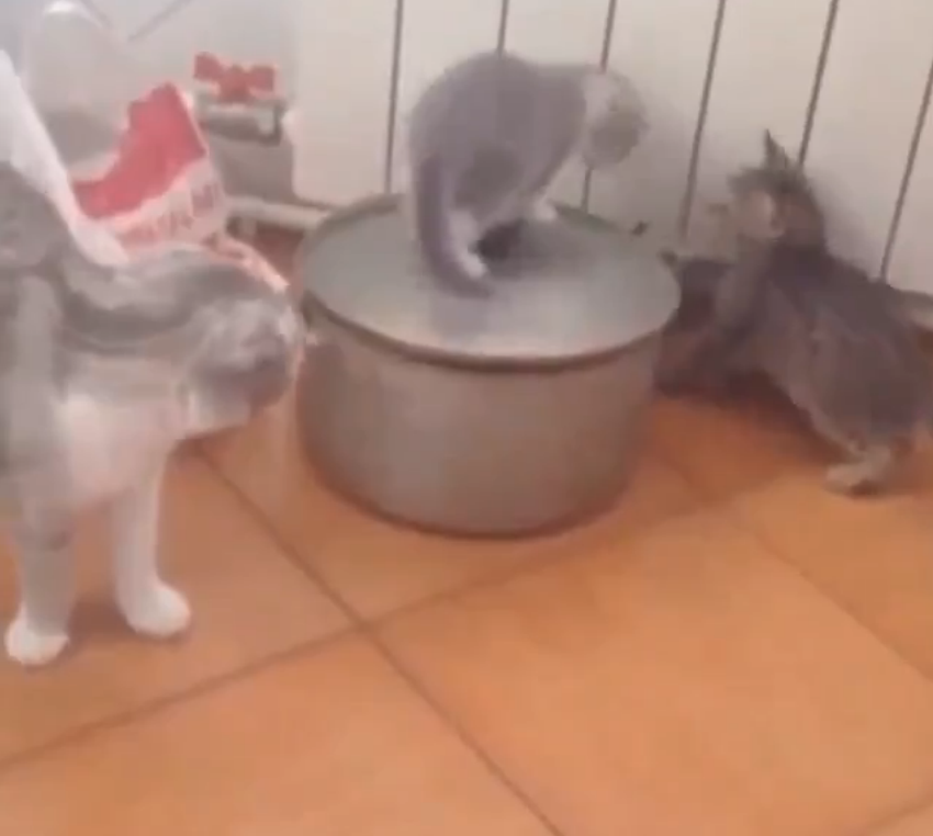 鍋の上で遊んでいた子猫が鍋に吸い込まれた瞬間！
