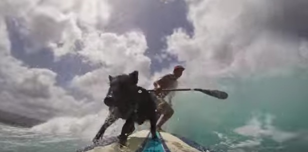 サーフィンができる豚“Kama”の波乗り動画