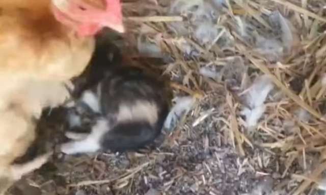 ふところで子猫を暖めるニワトリの動画