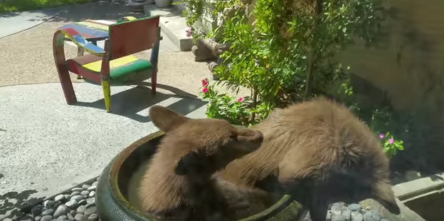 予想外！小鳥用水盤で熊が仲良く水浴びしている動画