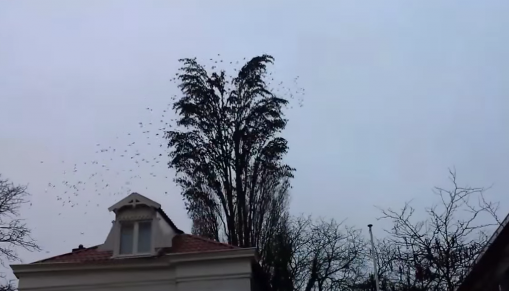 一本の木に集まる鳥たち。驚きの数とは？！