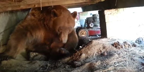 ベランダの下に巨大な熊さんが住み着いていたという恐ろしい動画