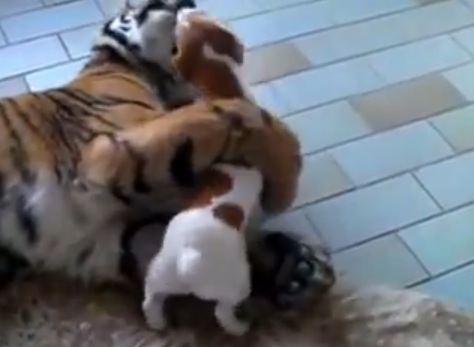 虎のことが好きで好きでたまらん犬の動画
