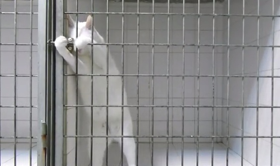 脱獄常習の猫。その手口とは？！