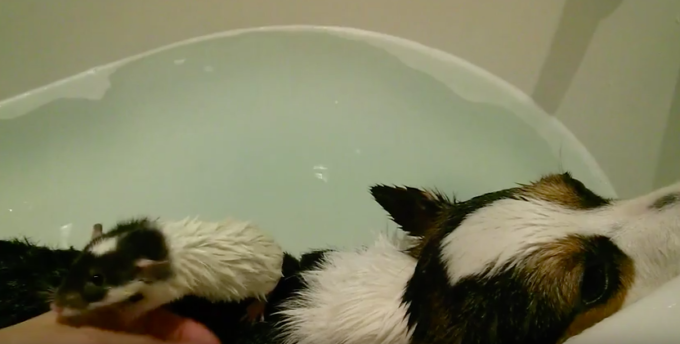 猫、犬、鳩、ネズミが仲良くお風呂に入っている動画