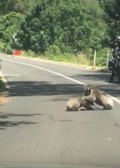 道路で取っ組み合いの喧嘩をしているコアラ
