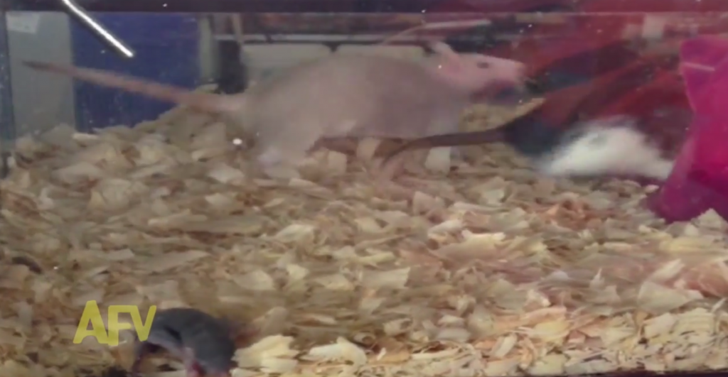 子ネズミの寝床で対立している父ネズミと母ネズミの動画