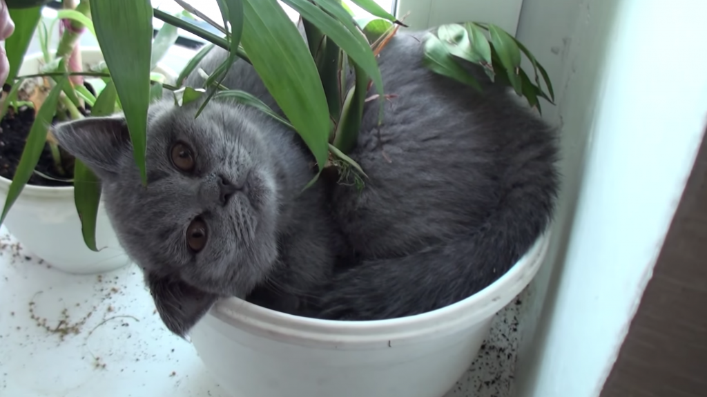 観葉植物と一体になった猫