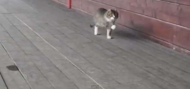 スキップ？！変な歩き方の猫がいる！