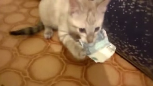 子猫がお金を返してくれない。。