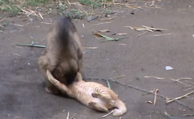 猫に愛情を注ぐ猿の動画