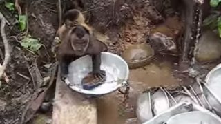 人間の真似をして食器洗いをする猿