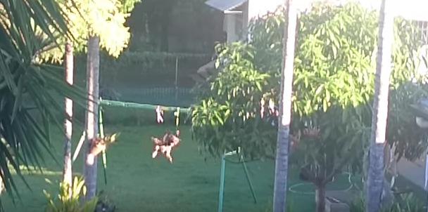 お庭で“助走をつけてジャンプ”を繰り返している犬。そのワケとは。。