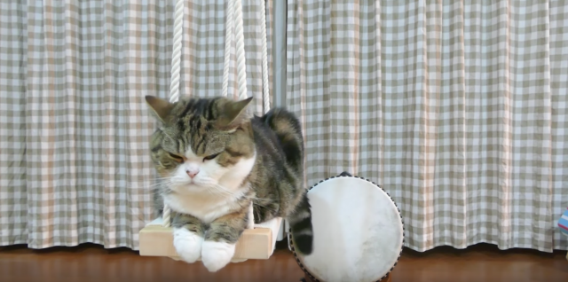 しっぽでいい感じに太鼓を叩く猫の動画