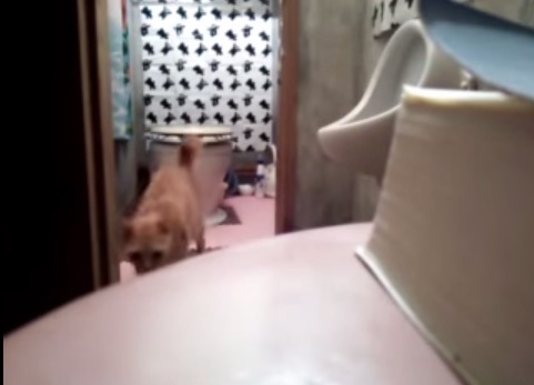 怪奇現象？！猫が湧き出るトイレ