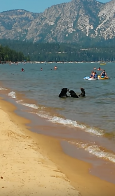 湖の岸辺ではしゃぐ黒い物体は熊の親子でした