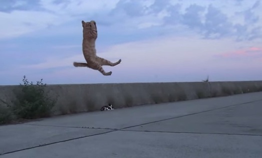 猫がトンボを捕まえた決定的瞬間の動画！