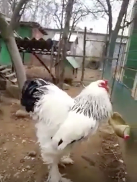 噂の超巨大鶏の動画