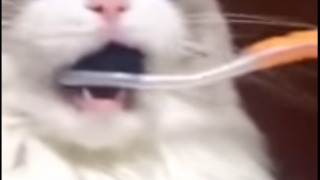 歯磨きシャカシャカされて超ビックリする猫