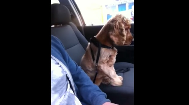 ドライブ中に「手を繫いで〜」と甘える犬