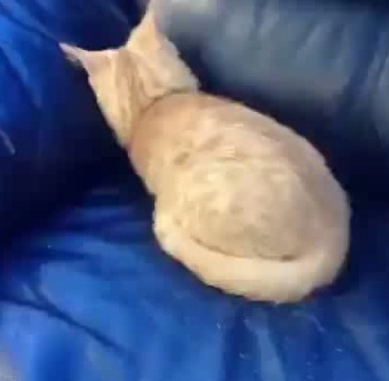 猫がスライム化？！ソファーの隙間にニュルニュルと入り込む猫の動画