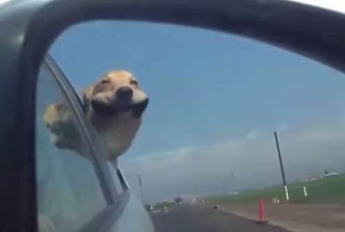 犬の顔が大変なことに。。。！車から風を受けている犬のおもしろ動画