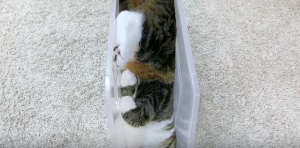 細長なファイルケース内でくつろぐ猫