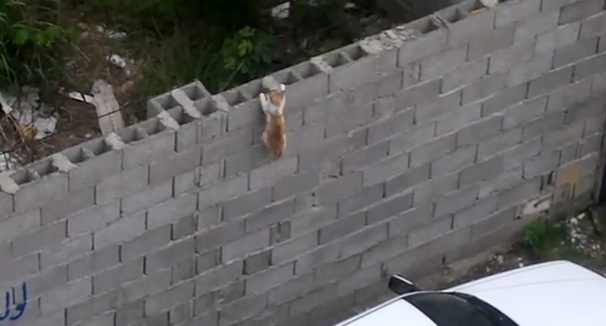 子猫を咥えた母猫。高い壁を越えることはできるのか！？