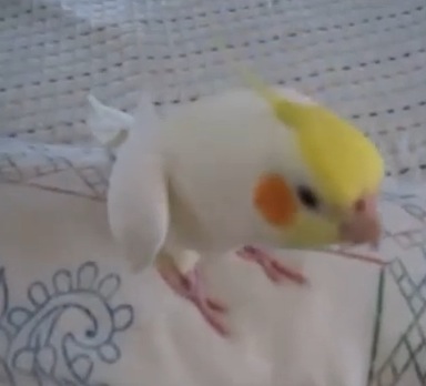 可愛くて癒される〜鳥の動画集