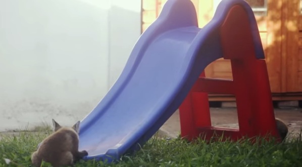 野生の子ギツネが滑り台と格闘している動画