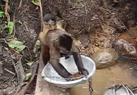 人間の真似をして食器洗いをする猿