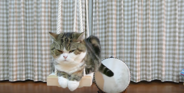 しっぽでいい感じに太鼓を叩く猫の動画