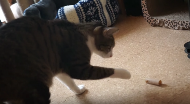 ガムテープと戦う猫 勝つのはどっち？！