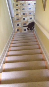 斬新！犬が階段を素早く降りる方法とは？！