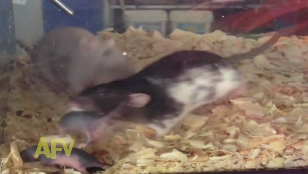 子ネズミの寝床で対立している父ネズミと母ネズミの動画