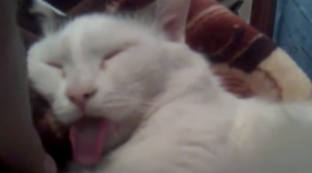 寝ている猫の舌を引っ張ってみたら。。