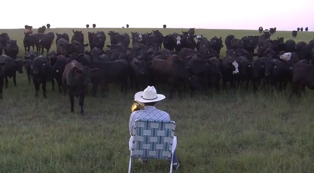 大草原でトロンボーンを演奏すると。。。牛が大集合！
