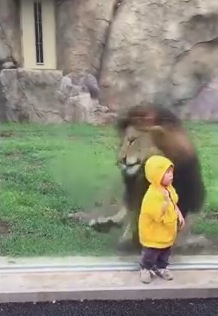 子供でも容赦ない百獣の王ライオン