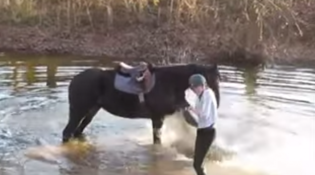 水を怖がる馬に「大丈夫だよ」とパシャパシャしてみせたら。。。