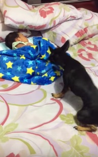 寝ている赤ちゃんに毛布をかける優しい犬