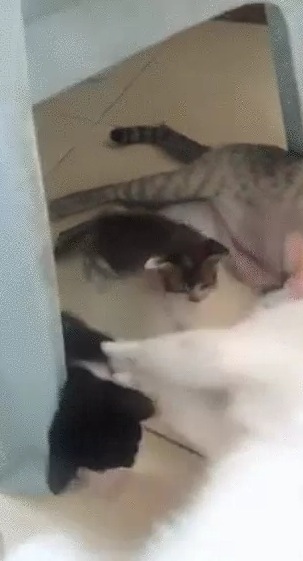 授乳中の子猫たちの輪へ乱入する猫