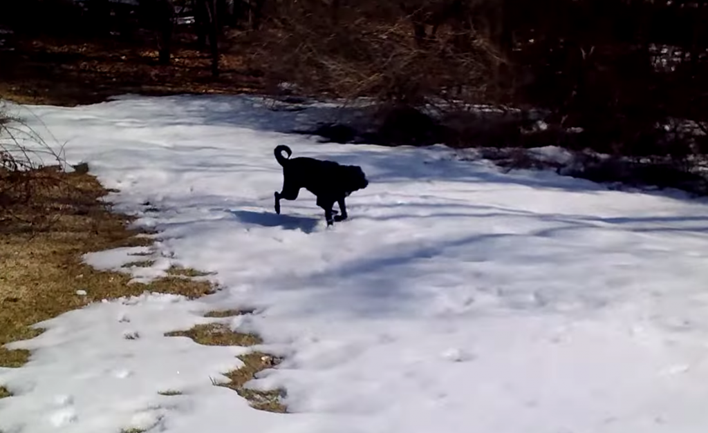 テンション高っ！凍った雪の上を横腹で何度も滑る犬がカワイイ！
