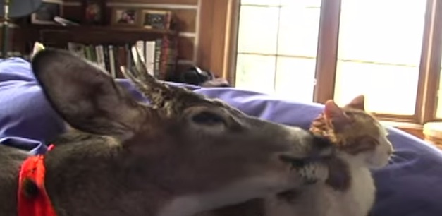 猫と毛づくろい担当の鹿の仲睦まじい様子に癒される動画